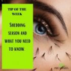 WHAT IS THE SHEDDING SEASON?